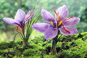 Saffron flowers (crocus sativus), Loiret department,region of Centre,France,Europe