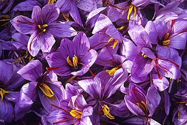 Harvest of Saffron flowers (crocus sativus),Loiret department,region of Centre,France,Europe