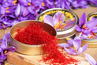 Saffron flowers and stigmas ( (crocus sativus), Loiret department,region of Centre,France,Europe