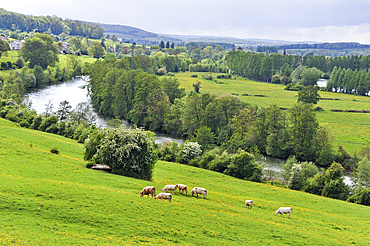 Cattle in meadows on the Meuse River banks, around Sedan,Ardennes department,Champagne-Ardenne region of northeasthern France,Europe