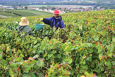 Grape harvest in Cote des Bars vineyard around Celles-sur-Ource,,Aube department,Champagne-Ardenne region,France,Europe