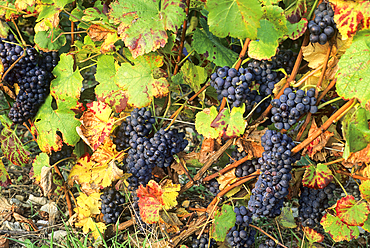 Pinot grape,vineyards,Aube department,Champagne-Ardenne region,France,Europe