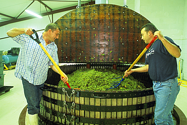 Wine press in the traditional way,Cretol and sons Champagne,Aube department,Champagne-Ardenne region,France,Europe