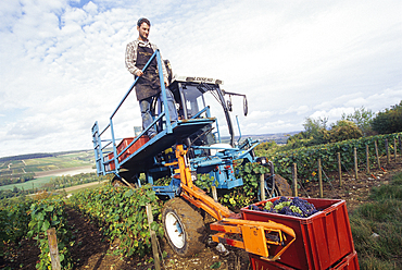 Mechanical harvesting,Aube department,Champagne-Ardenne region,France,Europe