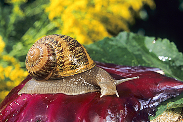 Snail,Helix Aspersa Maxima,Aube department,Champagne-Ardenne region,France,Europe