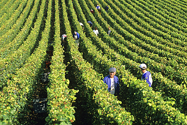 Grape harvesting in Champagne vineyards,Marne department, Champagne-Ardenne region,France,Europe
