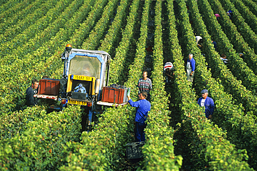 Grape harvesting in Champagne vineyards,Marne department, Champagne-Ardenne region,France,Europe