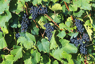 Pinot noir grapes in Champagne vineyards,Marne department, Champagne-Ardenne region,France,Europe