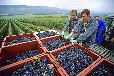 Pinot noir grape harvesting in Champagne vineyards,Marne department, Champagne-Ardenne region,France,Europe