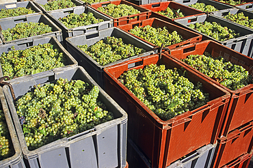 Chardonnay grapes harvesting in Champagne vineyards,Marne department, Champagne-Ardenne region,France,Europe