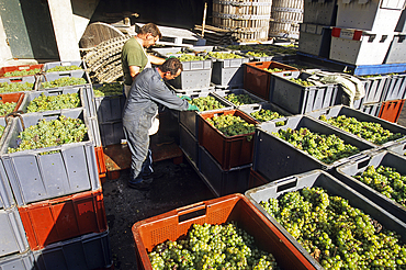 Chardonnay grapes harvesting in Champagne vineyards,Marne department, Champagne-Ardenne region,France,Europe