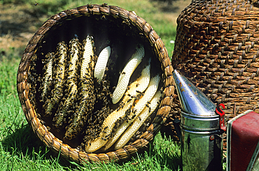 Traditional wicker hive, La Grange aux Abeilles at Giffaumont-Champaubert, Marne department, Champagne-Ardenne region,France,Europe