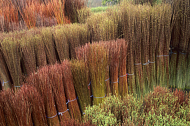 Bundles of willow set in a water pond (routoir) to turn green again before debarking, Bussieres-les-Belmont, Haute-Marne department, Champagne-Ardenne region, France, Europe
