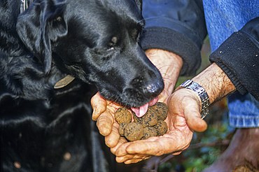 Truffle dog, Burgundy truffle gathering, Haute-Marne department, Champagne-Ardenne region, France, Europe