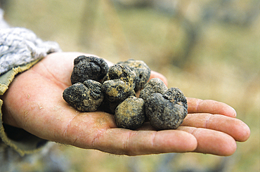 Burgundy truffle Haute-Marne department, Champagne-Ardenne region, France, Europe
