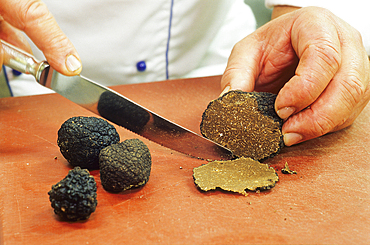 Burgundy truffle Haute-Marne department, Champagne-Ardenne region, France, Europe