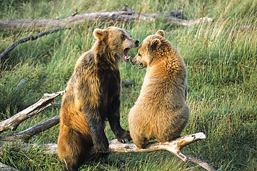 Brown bear,ursus arctos,wildlife park of Sainte-Croix,Moselle department,Lorraine region,France,Europe