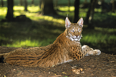 Eurasian lynx,lynx lynx,wildlife park of Sainte-Croix,Moselle department,Lorraine region,France,Europe