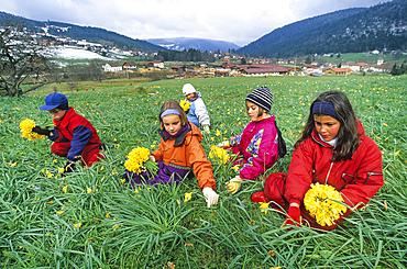 Gathering of wild daffodil (Narcissus pseudonarcissus) by schoolchildren to ornate parade floats of the 'Fete des Jonquilles' (Dafodill festival), Gerardmer, Vosges department, Lorraine region, France, Europe