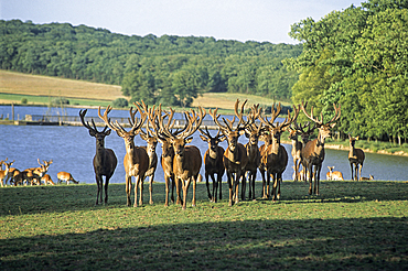 Red deer, cervus elaphus,wildlife park of Sainte-Croix,Moselle department,Lorraine region,France,Europe