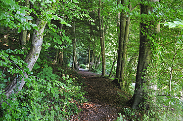 Path in a beech tree forest,Le Brevedent,Pays d'Auge,Calvados department,Lower Normandy region,Northwestern France,Western Europe