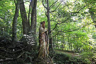 Statue of Virgin Mary in the forest,Le Brevedent,Pays d'Auge,Calvados department,Lower Normandy region,Northwestern France,Western Europe