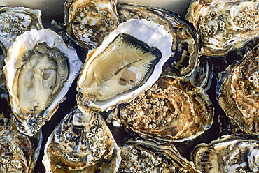 Oysters,Port-en-Bessin,Calvados department,Lower Normandy region,Northwestern France,Western Europe