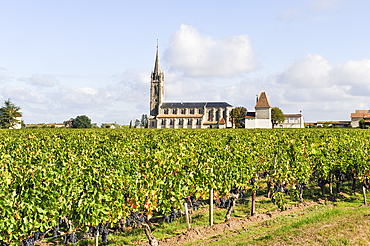 Clos du Clocher vineyard,Pomerol,Gironde department,Aquitaine region,south-western France,Europe
