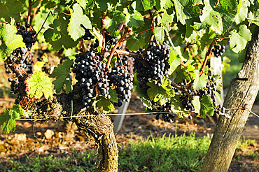 Merlot grapes,Saint-Emilion's vineyard,Gironde department,Aquitaine region,south-western France,Europe
