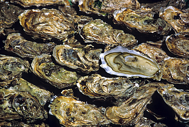 Oysters from Oleron island,Bay of Biscay, Charente-Maritime department,Poitou-Charentes region, France,Europe