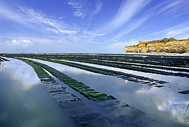 Oysters bags set on tables at seashore,Oleron island,Bay of Biscay, Charente-Maritime department,Poitou-Charentes region, France,Europe