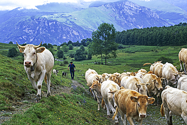 Cattle transhumance,Plateau o Benou, Pyrenees-Atlantiques department, Aquitaine region, France,Europe