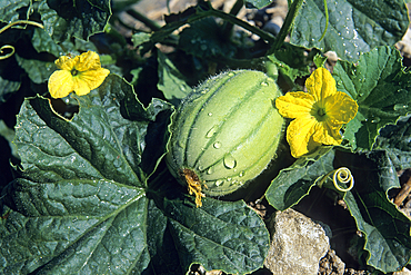 Young melon and flower, Haut-Poitou province, Vienne department, Poitou-Charentes region, France, Europe