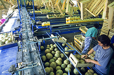 Calibration and packaging line of melons, Haut-Poitou province, Vienne department, Poitou-Charentes region, France, Europe