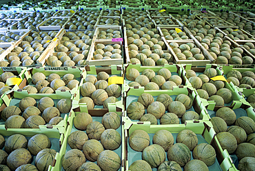Melon, Haut-Poitou province, Vienne department, Poitou-Charentes region, France, Europe