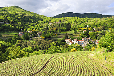 Terrace cultivation of sweet onion from Cevennes, hamlet of Mandagout district,village of Cevennes range, Gard department,Languedoc-Roussillon region,France,Europe