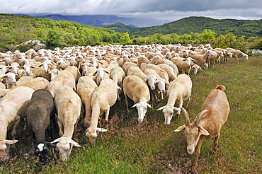 Flock of sheep on the Causse de Campestre,Southern Cevennes,Gard department,Languedoc-Roussillon region,France,Europe