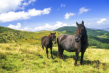 Merens horses at Col de la Core , a mountain pass in the Couserans province, Ariege department, Occitanie region,France,Europe