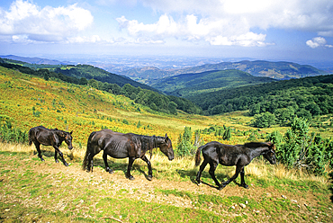 Merens horses at Col de la Core , a mountain pass in the Couserans province, Ariege department, Occitanie region,France,Europe