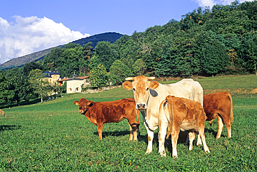 Cattle in meadow at Luzenac de Moulis, Couserans province, Ariege department, Occitanie region,France,Europe