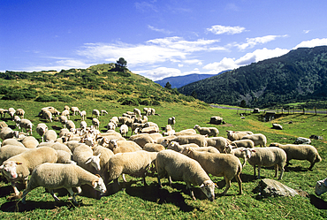 Flock of sheep at Pailheres Pass, Donezan region,Ariege department, Occitanie region,France,Europe