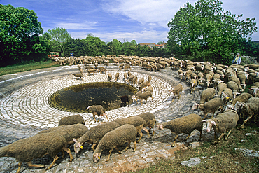 Flock of Lacaune sheep around a 'Lavogne' (watering place), Hermilix farm on the Larzac plateau, near Saint-Affrique, Aveyron department, Occitanie region, France,Europe
