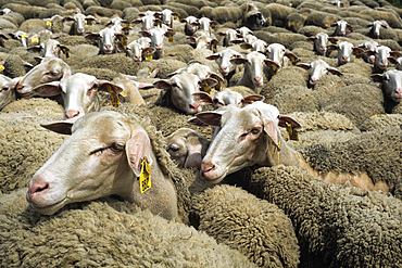 Flock of Lacaune sheep,Hermilix farm on the Larzac plateau, near Saint-Affrique, Aveyron department, Occitanie region, France,Europe
