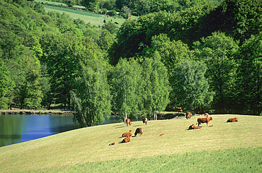 Landscape in Rouergue region,Aveyron department, Occitanie region, France,Europe