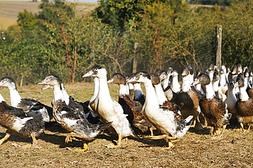 Domestic ducks ,Martin Neuf farm,Larresingle,around Condom,Gers department, Occitanie region, southwest of France,Europe