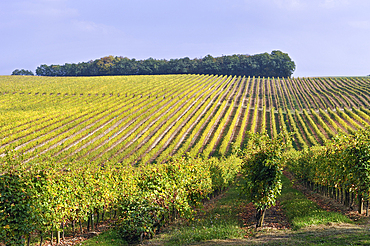Fontan vineyards, Maubet wine growing estate,Noulens,Armagnac province,Gers department, Occitanie region, southwest of France,Europe