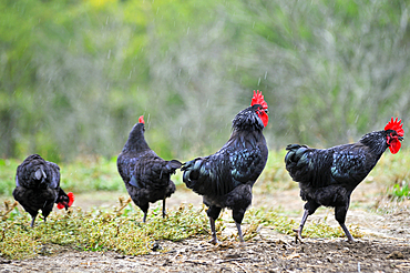 Roosters, Quatre Graces farm,Beaumarches,Gers department,Occitanie region,southwest of France,Europe