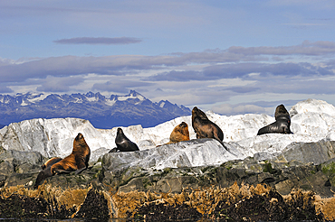 Sea lions (Otaria flavescens) in the Beagle Channel, Ushuaia, Tierra del Fuego, Patagonia, Argentina, South America