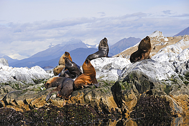 Sea lions (Otaria flavescens) in the Beagle Channel, Ushuaia, Tierra del Fuego, Patagonia, Argentina, South America