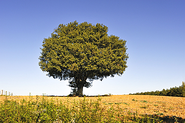 isolated oak tree in the countryside around Auch.Gers department, Occitanie region, southwest of France,Europe